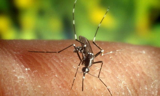 Zanzare: alcuni piccoli rimedi naturali per allontanarle