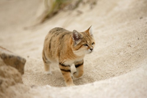 Natura: fotografato un rarissimo gatto delle sabbie
