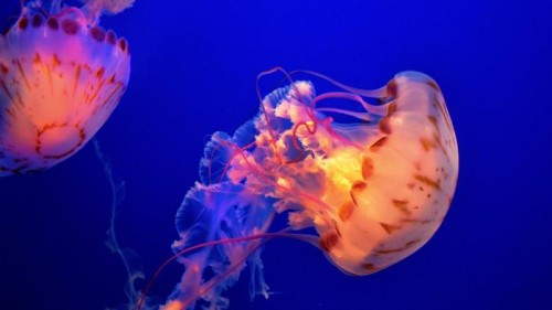 Mangiare le meduse si può: l’appello degli ambientalisti