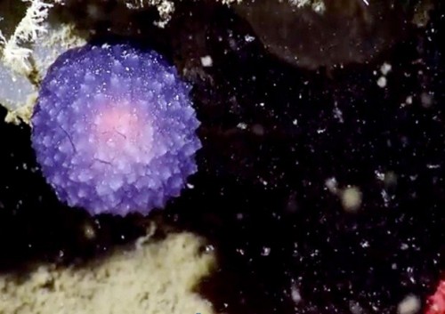 California: misteriosa sfera viola scoperta nei fondali dell’Oceano