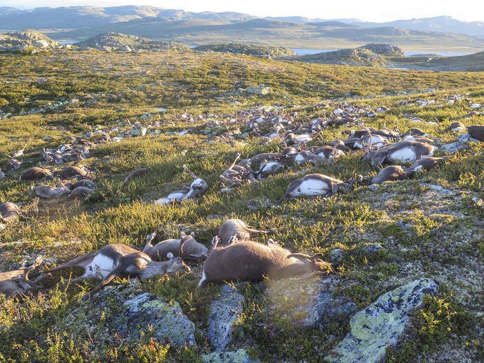 Norvegia: fulmine uccide ben 323 renne