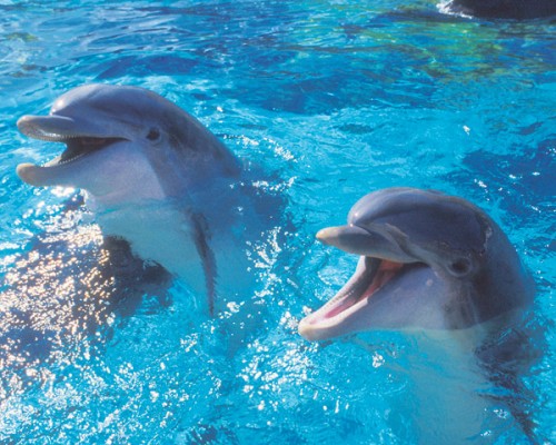 La comunicazione dei delfini è incredibilmente simile alla nostra