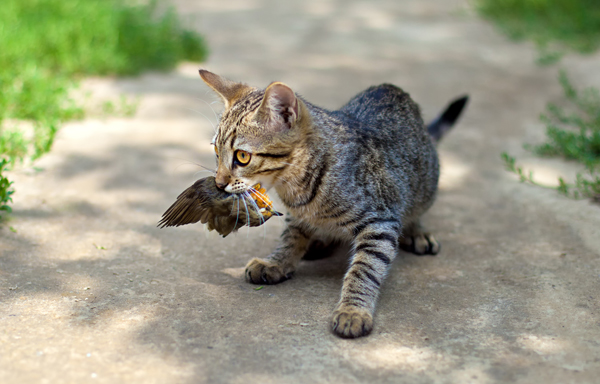 gatti-fauna-selvatica-1.jpg