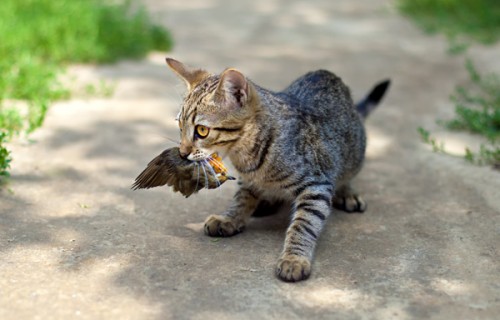 Gatti dannosi per fauna selvatica: miliardi di uccelli uccisi ogni anno