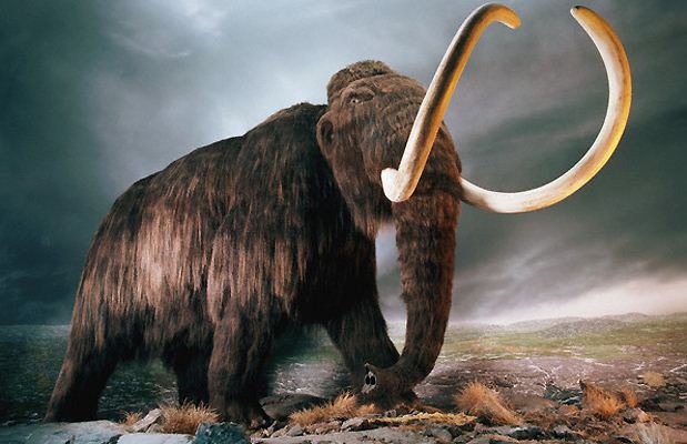 Riportare in vita i mammut: il progetto ‘Jurassic Park’