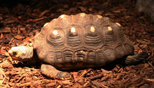 Tartaruga sopravvive 34 anni in una soffitta: l’incredibile scoperta in Brasile