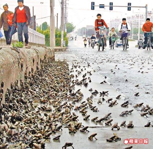 animali terremoto