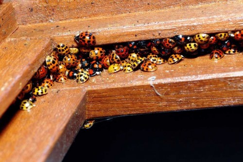 coccinelle-e1477131590778-1.jpg