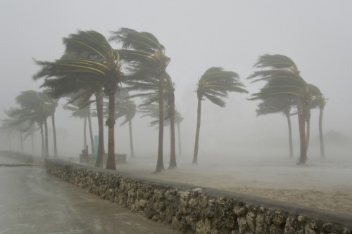 Palme: come resistono ai venti degli uragani?