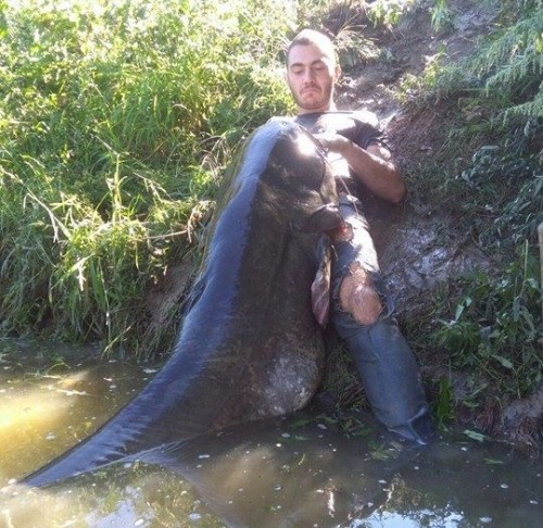 Pesce siluro di 90 chili, il record in Toscana