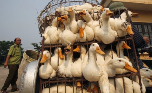 Aviaria, torna la paura in Europa: sterminati polli in Svezia e Germania