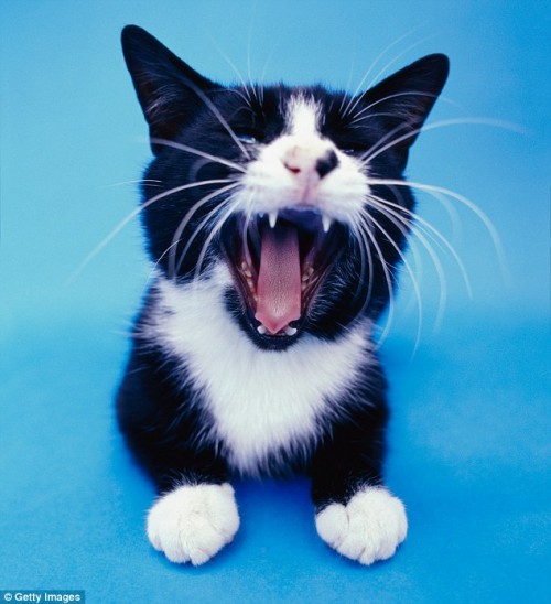 Morso del gatto: ecco perché è pericoloso per la salute