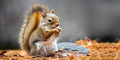 Scoiattoli con la lebbra: la scoperta in Inghilterra