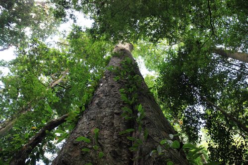 Africa, scoperto albero di 81 metri e mezzo