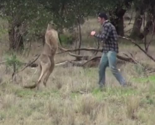 Australia: il video dell’uomo che sferra un pugno ad un canguro