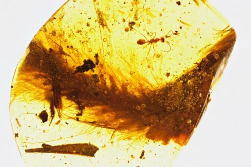 Coda piumata di dinosauro: l’incredibile scoperta in una goccia di ambra