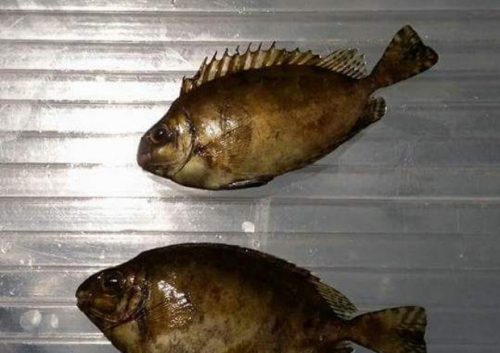 Ambiente, allarme pesci velenosi: catturati esemplari di pesce coniglio