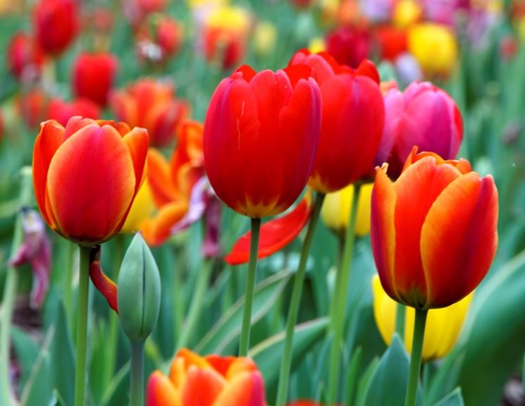 I migliori bulbi da tulipani da piantare nel vostro giardino