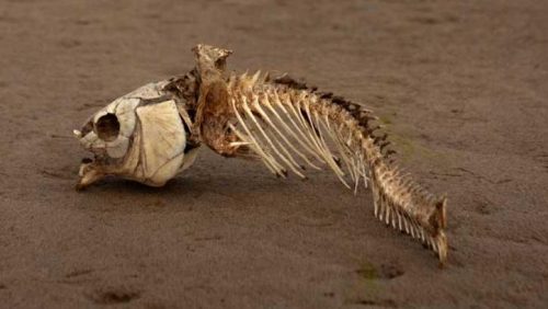 Oceano Indiano: scoperta una vasta ‘zona morta’ nel Golfo del Bengala