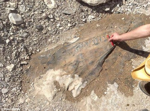 Texas, scoperto uno strano fossile di 90 milioni di anni fa