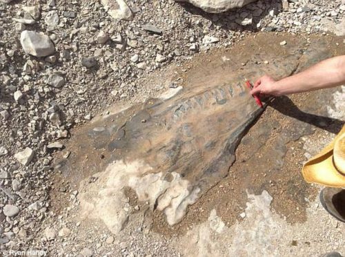 fossile