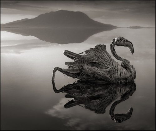 Animali pietrificati: l’incredibile fenomeno del Lago Natron