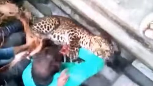 Leopardo per le strade della città: 20 persone aggredite, il video
