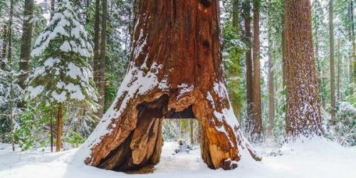 Usa: Pioneer Cabin Tree, la sequoia gigante non c’è più