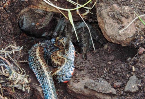 Natura: tarantola mangia serpente, incredibile osservazione in Brasile