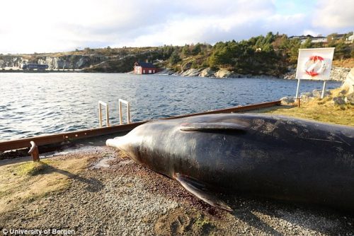 Norvegia: balena spiaggiata con ben 30 sacchetti di plastica nel corpo
