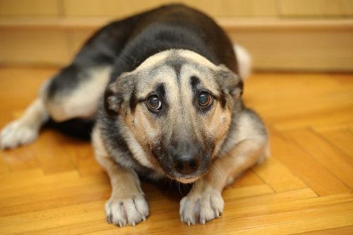 Comportamento animale: il cane ha davvero sensi di colpa?