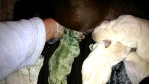 Labrador nasce di colore verde: incredibile evento in Regno Unito