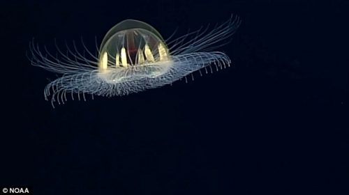 Medusa ‘aliena’ avvistata nelle profondità delle Samoa, il video
