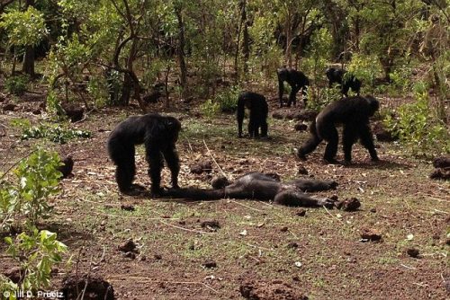 Natura:  un branco di scimpanzé massacra un ‘vecchio tiranno’