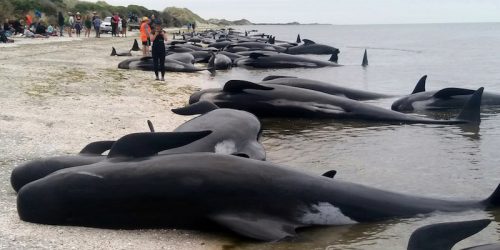 Le balene spiaggiata a Farewell Spit, vicino a Nelson, Nuova Zelanda, 10 febbraio 2017
(Tim Cuff/New Zealand Herald via AP)