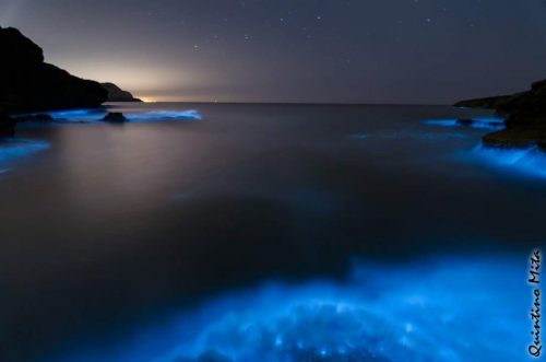 Salento: l’acqua del mare illuminata dalle alghe