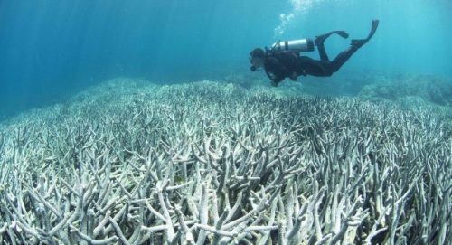 Natura: la barriera corallina australiana dichiarata morta