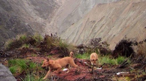 Il cane selvatico più raro al mondo non si è estinto: la conferma ufficiale