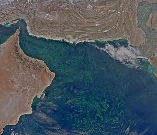 Natura: il fitoplancton invade il Mare Arabico, è allarme