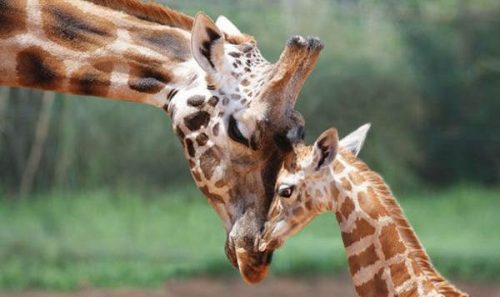 Giraffe a rischio estinzione: l’allarme degli animalisti