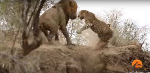 Leone attacca leopardo: l’insolita sfida ripresa in un video