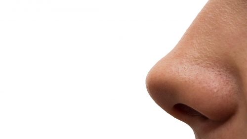 Forma del naso: ecco cosa la determina secondo gli scienziati