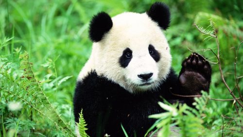 Panda: ecco perché sono bianchi e neri, la ricerca