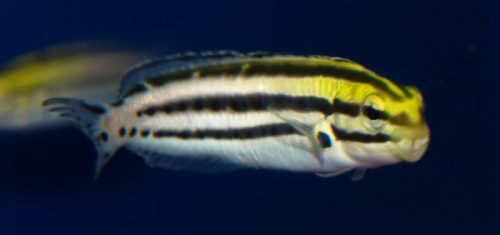 Natura: scoperto un pesce che ”droga” le sue vittime