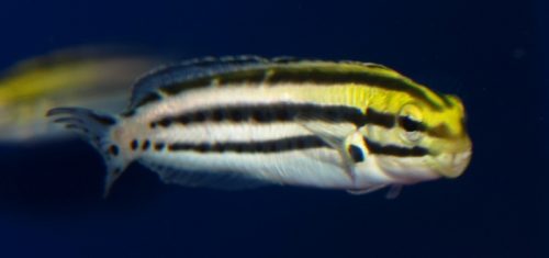 pesce-e1490950462317-1.jpg