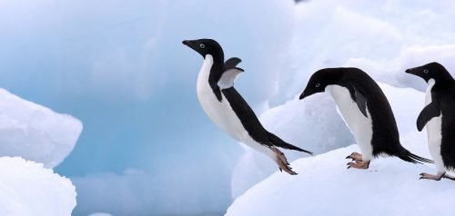 Record di pinguini in Antartide: sono 3,6 milioni in più