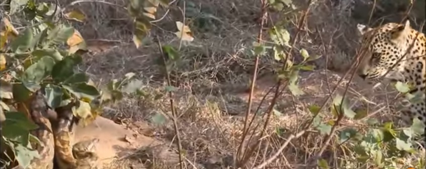 Leopardo contro pitone: il feroce scontro ripreso dalle telecamere dei turisti
