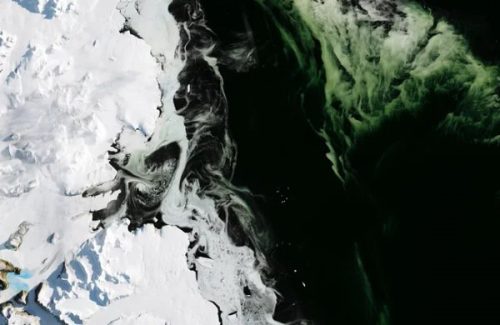 Ambiente: l’Artico sta diventando verde, l’allarme