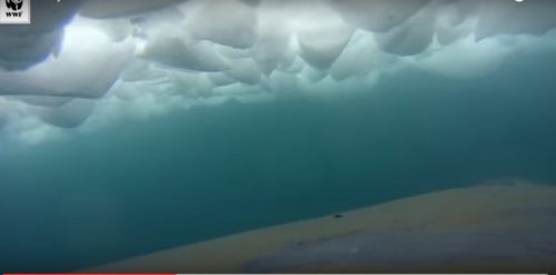 Agganciano una telecamera su una balena: video spettacolare