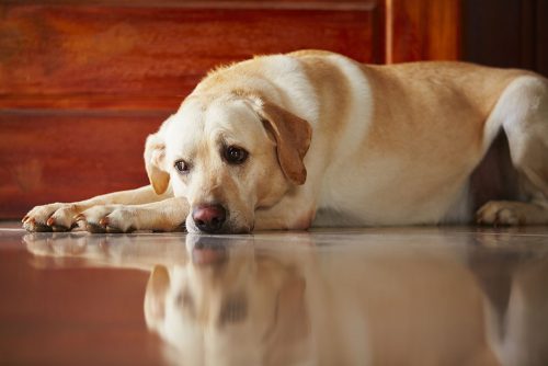 cane-e1492798221840-1.jpg